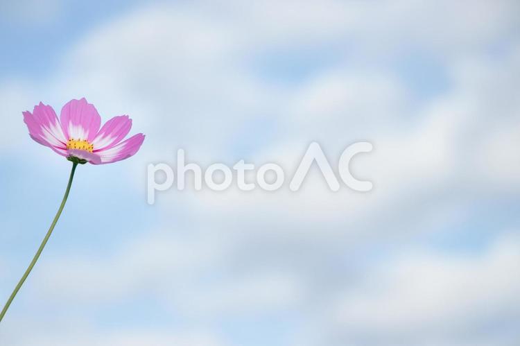 秋空と一輪のコスモス7（10月撮影） コスモス,秋桜,一輪の写真素材