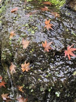 紅葉 もみじ,滝面,岩の写真素材