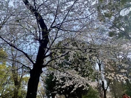 桜 桜の写真