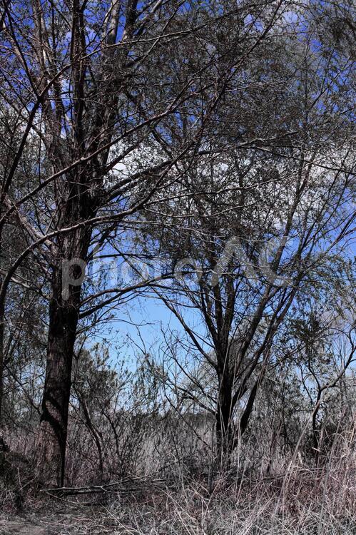 灰色の枯れ木の背景素材 背景,ホラー,怪奇の写真素材