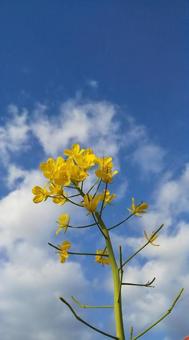 菜の花と空 菜の花と空の写真