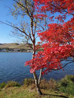 紅葉 紅葉,湖,秋の写真素材