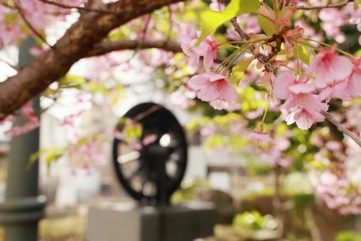Photo, plum, spring, pink, 