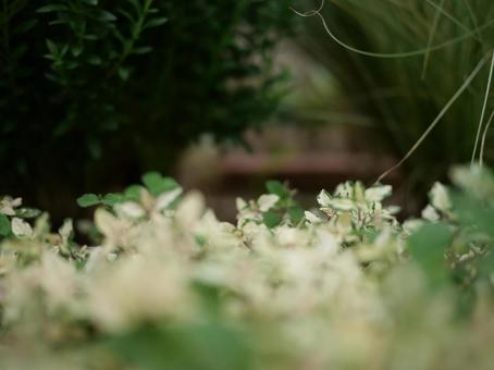 虫たちの秘密の通路の写真