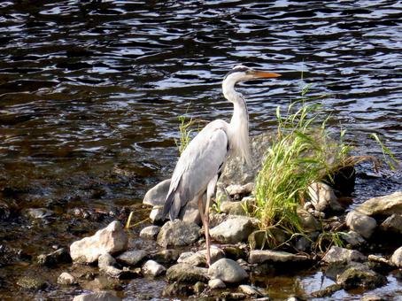 川の中洲でたたずむアオサギ アオサギ,鳥,野鳥の写真素材