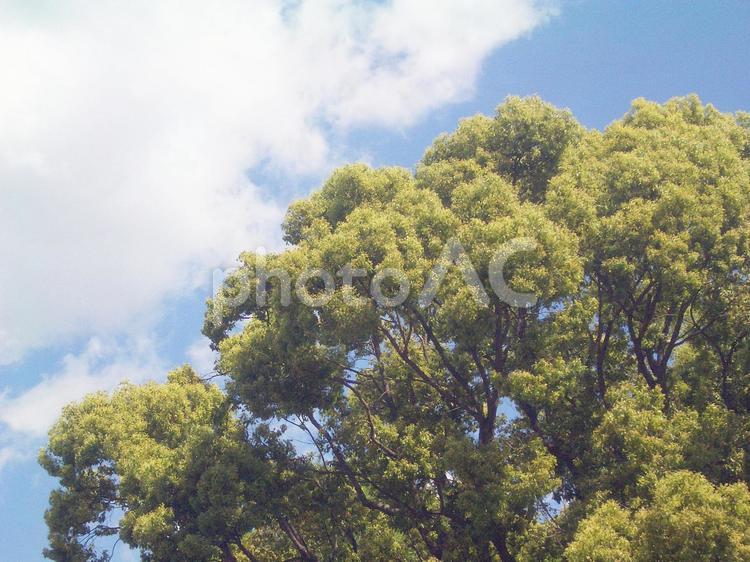 樹木と青空 樹木,植物,木の写真素材