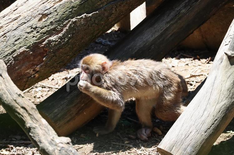 猿 動物園,癒し,サルの写真素材