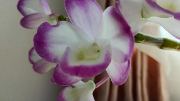 Photo, রাস্না, dendrobium, ফুল, 