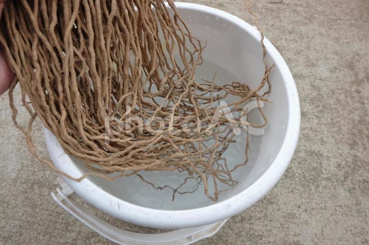 アスパラの株を水に浸す04 アスパラガス,苗,株の写真素材