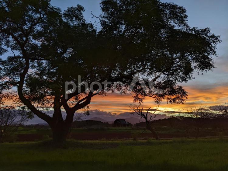夕日と木々 夕焼け,夕焼け雲,雲の写真素材