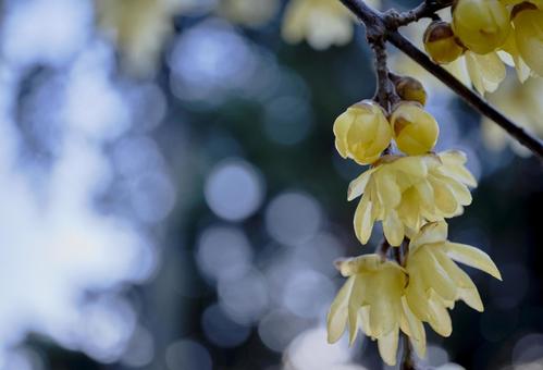 冬の陽射しに映える蝋梅 冬の陽射しに映える蝋梅の写真
