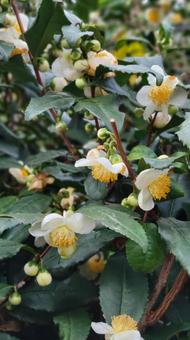 花 チャノキ,自然,白い花の写真素材