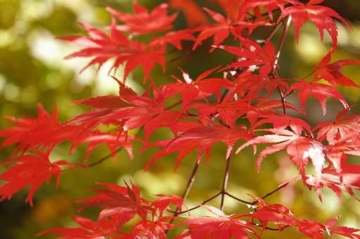 Autumn leaves 11, JPG