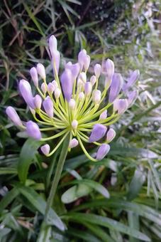 Photo, flower, agapanthus, plant, 