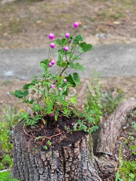 自然の花　切り株とピンクの花 切り株,自生,ピンクの花の写真素材