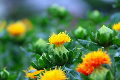 Photo, safflower hata, safflower, red, 