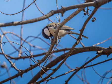 枝にとまるシジュウカラの写真