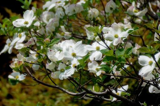 Photo, flower tree, dogwood, spring, 