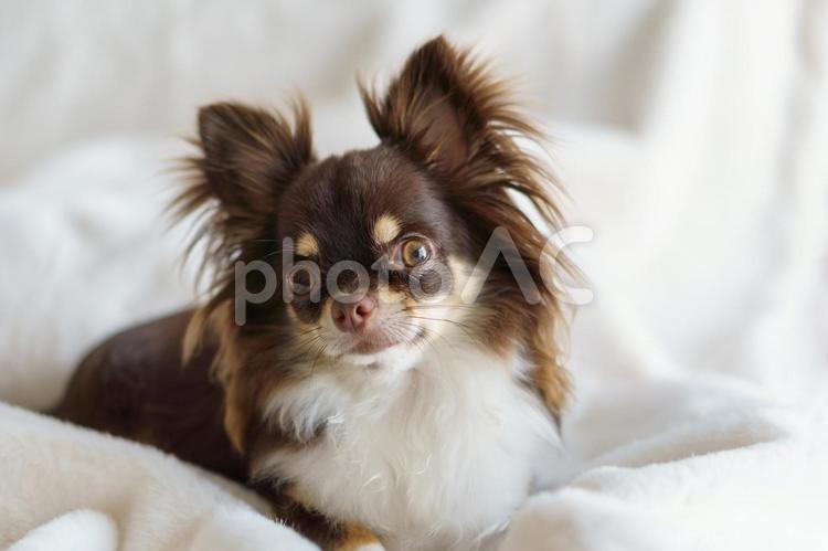 白い毛布の上で上を見上げる犬のチワワ 犬,チワワ,白の写真素材