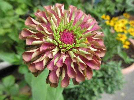 Zinnia 02, JPG