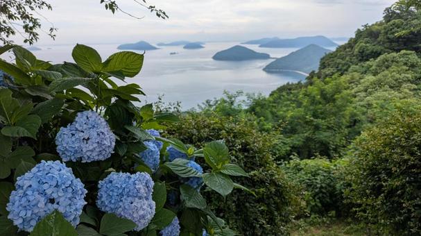 Hydrangeas of Mt. Shiude 9, JPG