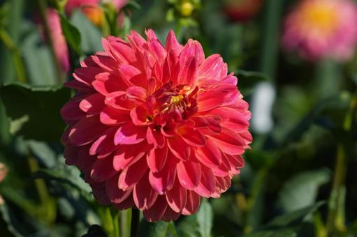 ダリア（橉） ダリア,橉,橙色の写真素材