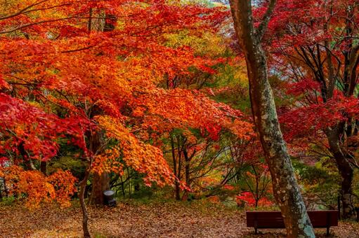 秋の陽差しに輝く真っ赤な紅葉の木々 紅葉,赤い葉,もみじの写真素材