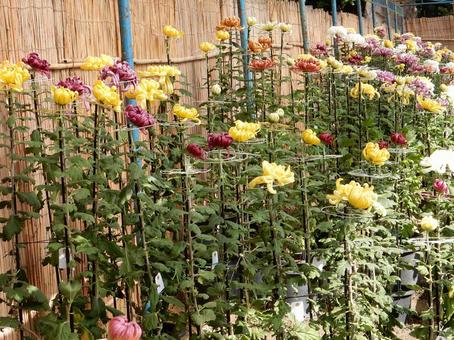 【風景写真】福山菊花展覧会の風景 キク,菊,菊花展の写真素材