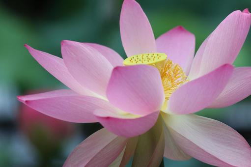 蓮の花 蓮の花 ハス,蓮の花,蓮の写真素材