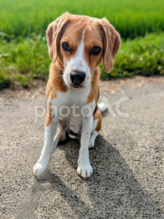 ビーグルの子犬と田んぼ道 犬,ビーグル,ペットの写真素材