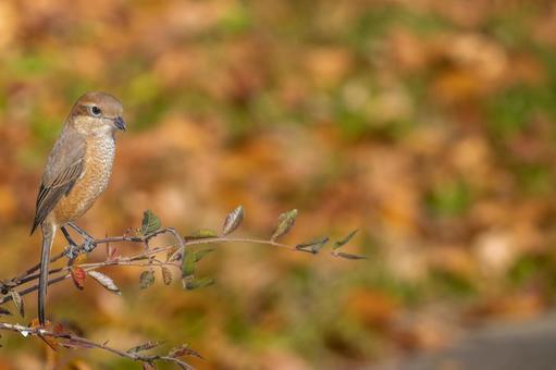 Shrike perched on a branch, copy space, mos, hyperbird, wild bird, JPG
