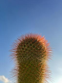 サンバースト・カクタス サボテン,多肉,トゲの写真素材