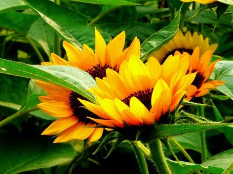 向日葵 向日葵の写真
