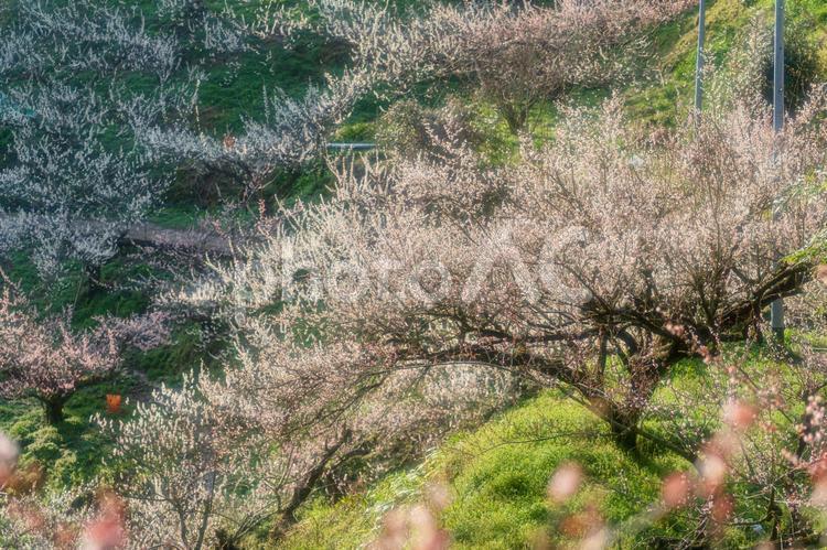 奈良【賀名生梅林】 奈良,賀名生梅林,五條市の写真素材