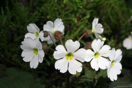 プリムラ　マクロの写真