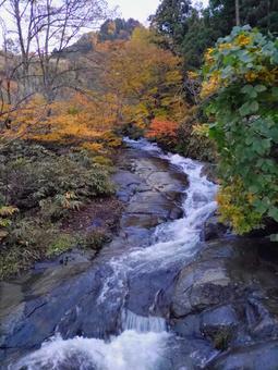 紅葉の沢 紅葉,川,自然の写真素材