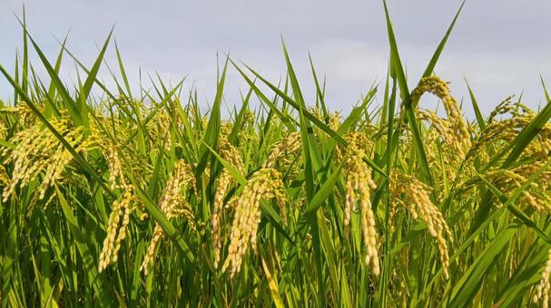 田んぼ　 田んぼ,稲,地方の写真素材