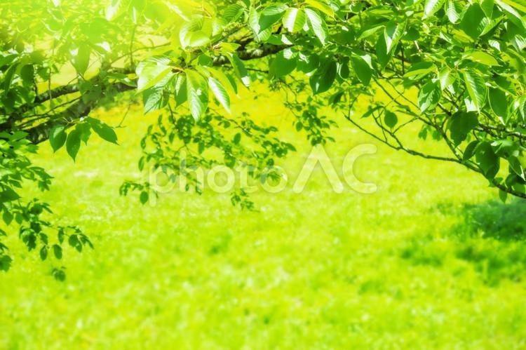 鮮やかな新緑の木漏れ日 5427 葉っぱ,木漏れ日,葉の写真素材