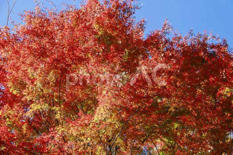 青空に映える紅葉の木 もみじ,紅葉,秋の写真素材