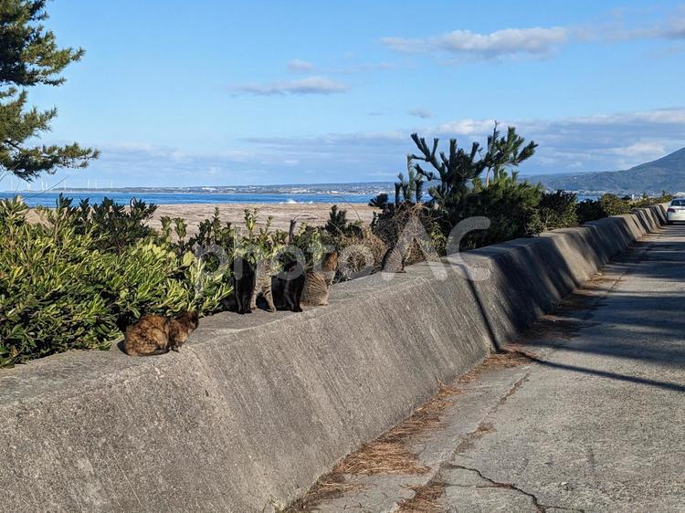 夏の海辺の猫 真夏,猫,海の写真素材
