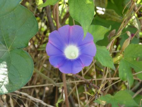 野に咲くアサガオの花001 野に咲くアサガオの花001の写真