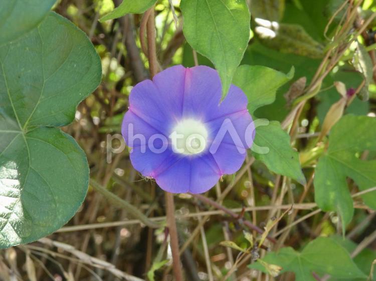 野に咲くアサガオの花001 自然,ガーデニング,自然風景の写真素材