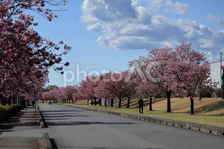 濃いピンク色の大山桜の並木道 大山桜,桜,桜並木の写真素材