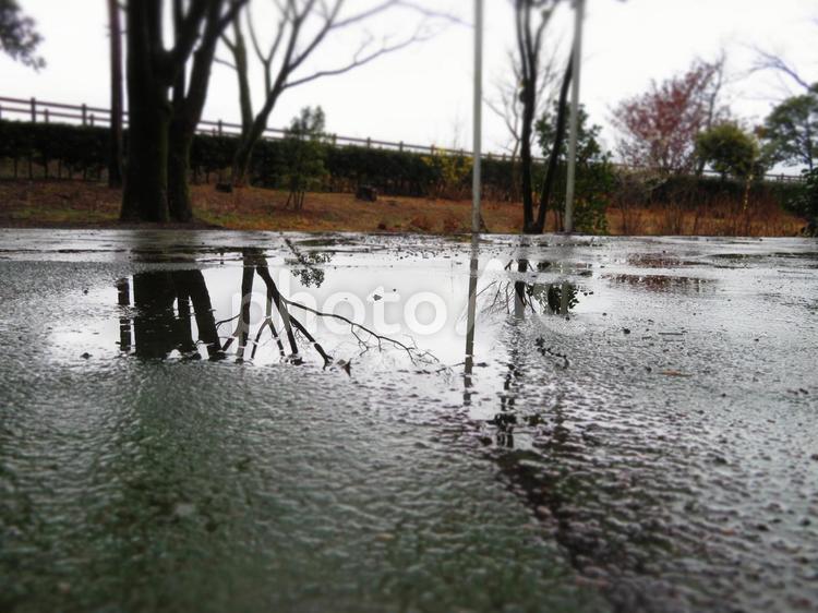水たまりに反射する木 雨,水たまり,反射の写真素材
