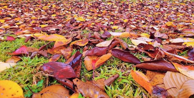 一面の落ち葉 落ち葉,一面,秋の写真素材