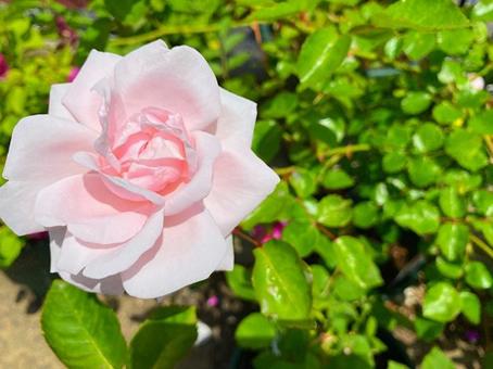 薄ピンクの薔薇 薄ピンクの薔薇の写真