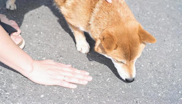 真夏、愛犬との散歩前に地面の温度を確認 真夏、愛犬との散歩前に地面の温度を確認の写真
