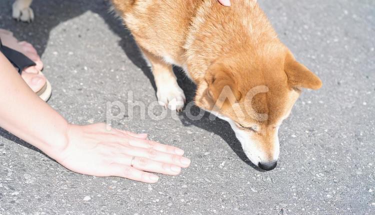 真夏、愛犬との散歩前に地面の温度を確認 熱中症予防,火傷予防,温度確認の写真素材