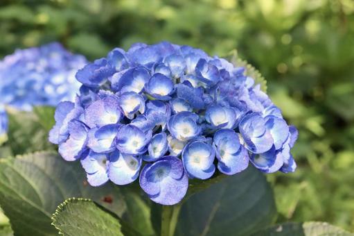 紫陽花 3 紫陽花 3の写真