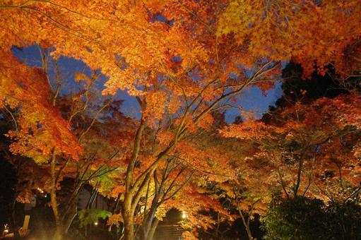 オレンジの紅葉 オレンジの紅葉の写真
